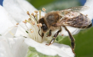 Honigbiene auf Apfelblüte